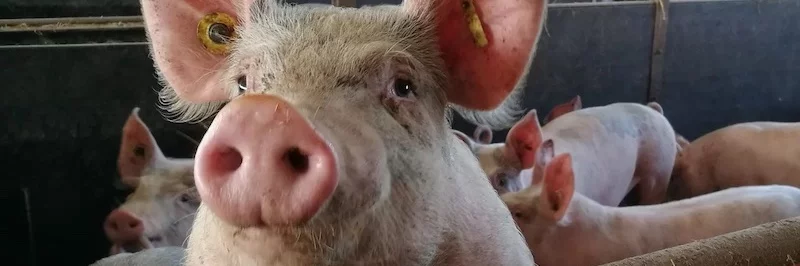 Pig